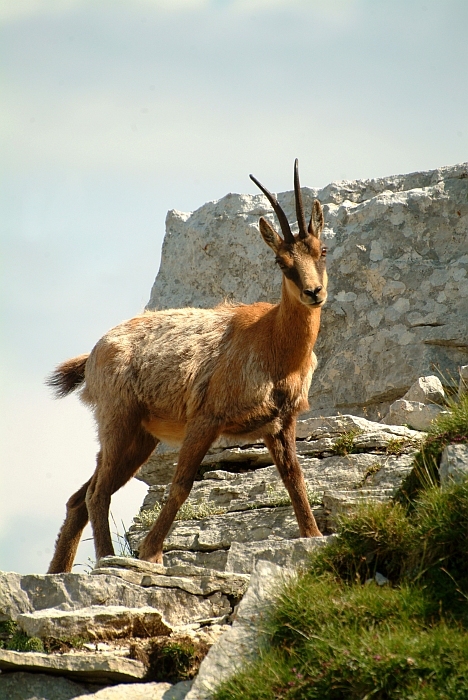 Camoscio d''Abruzzo Rupicapra pyrenaica ornata